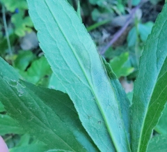 Nemorimyza posticata