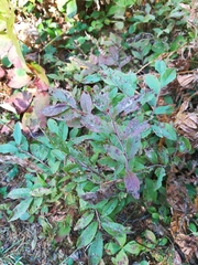 Vaccinium myrtilloides image