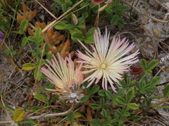Mesembryanthemum canaliculatum