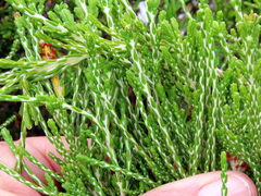 Passerina paleacea