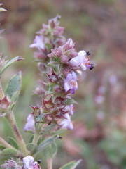 Hyptis rhytidea