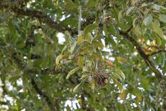 Quercus ithaburensis macrolepis