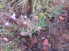 Hyptis rhytidea