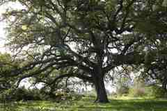 Quercus ithaburensis macrolepis