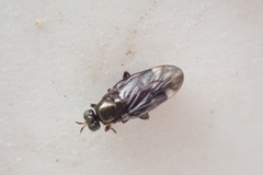 Berisina maculipennis