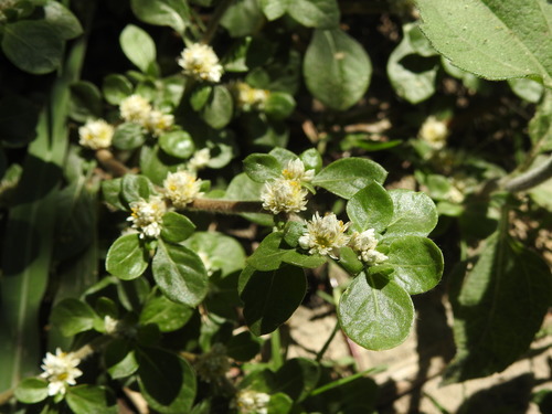 Washerwoman (Alternanthera caracasana)