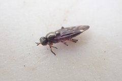 Berisina maculipennis