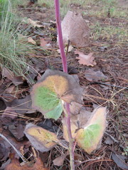 Roldana sessilifolia