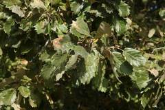 Quercus ithaburensis macrolepis