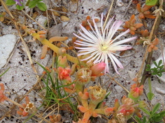 Mesembryanthemum canaliculatum