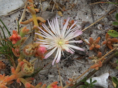 Mesembryanthemum canaliculatum