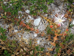 Mesembryanthemum canaliculatum