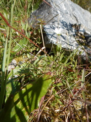 Stellaria altimontana
