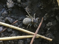 Saitis variegatus