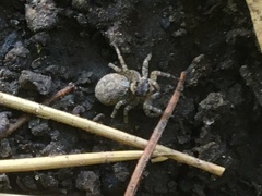Saitis variegatus