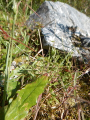 Stellaria altimontana
