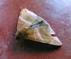 Bastilla acuta