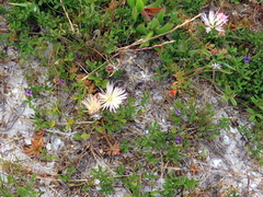 Mesembryanthemum canaliculatum