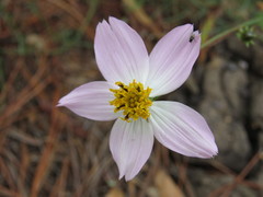 Cosmos landii