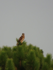 Circaetus pectoralis