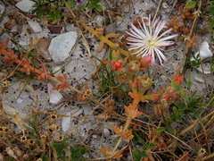 Mesembryanthemum canaliculatum