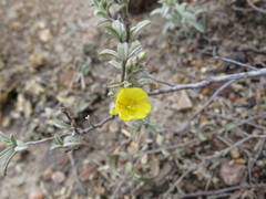 Crocanthemum glomeratum