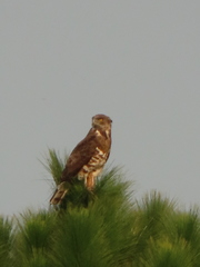 Circaetus pectoralis