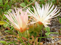 Mesembryanthemum canaliculatum