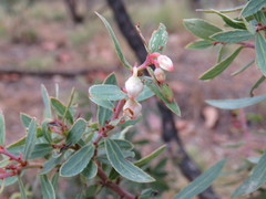 Vaccinium stenophyllum