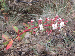 Heterocentron subtriplinervium