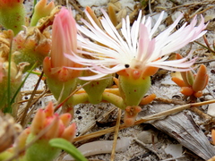 Mesembryanthemum canaliculatum