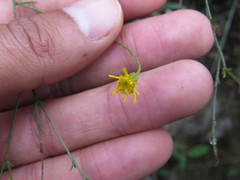 Oxypappus scaber