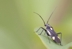 Capsodes sulcatus