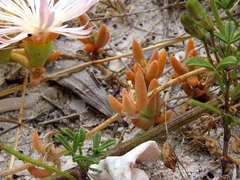 Mesembryanthemum canaliculatum