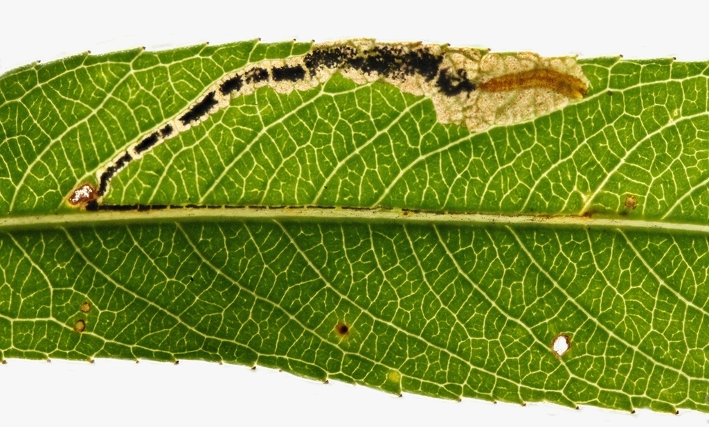 Willow Pigmy