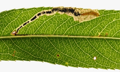 Willow Pigmy