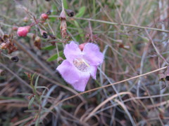 Agalinis peduncularis