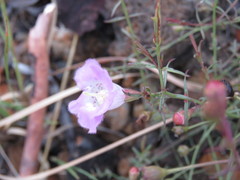 Agalinis peduncularis