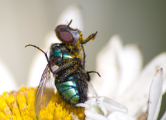 Luciliinae