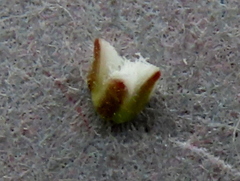 Thesium ecklonianum