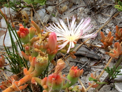 Mesembryanthemum canaliculatum