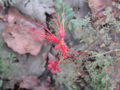 Calliandra hirsuta