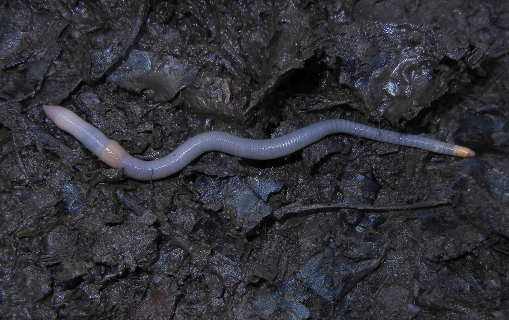 woodland blue worm