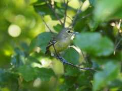 Vireo crassirostris