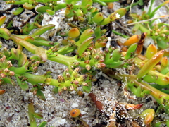 Thesium ecklonianum