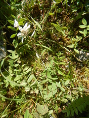 Leontopodium antennarioides