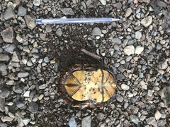 Kinosternon scorpioides