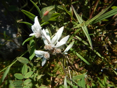 Leontopodium antennarioides