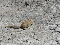 Otospermophilus