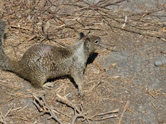 Otospermophilus